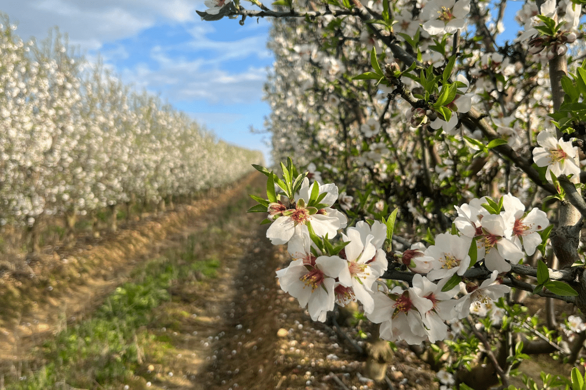 xFarm Technologies, a Switzerland-based agricultural technology company with a strong presence in Spain, has entered into a collaboration with ISFA, an agricultural project management company overseeing approximately 7,500 hectares of almond orchards in Spain and Portugal.