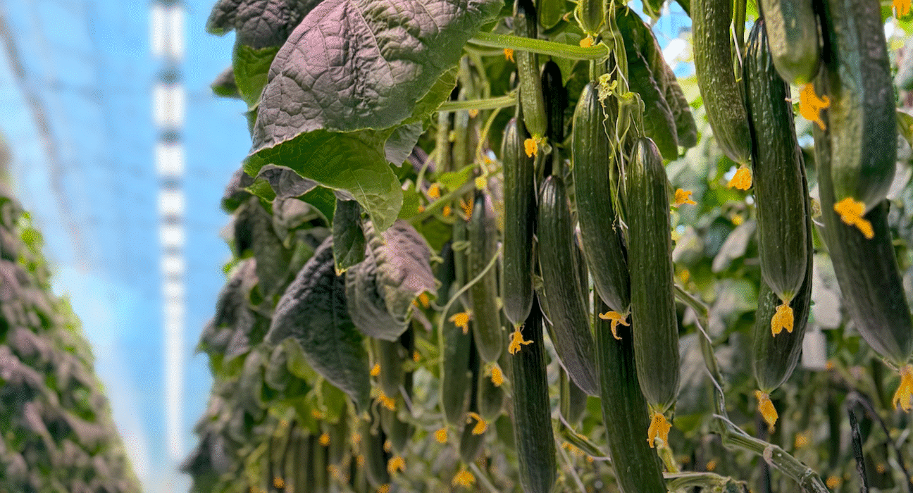Bloemteknik (t/a Bloem) has announced the release of Top Crop, the latest addition to its LED lighting portfolio for greenhouse cultivation.