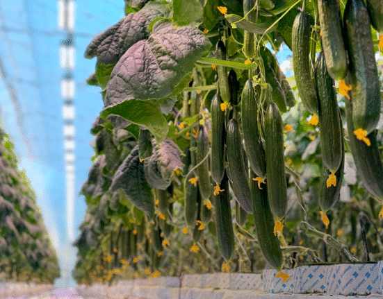 Bloemteknik (t/a Bloem) has announced the release of Top Crop, the latest addition to its LED lighting portfolio for greenhouse cultivation.