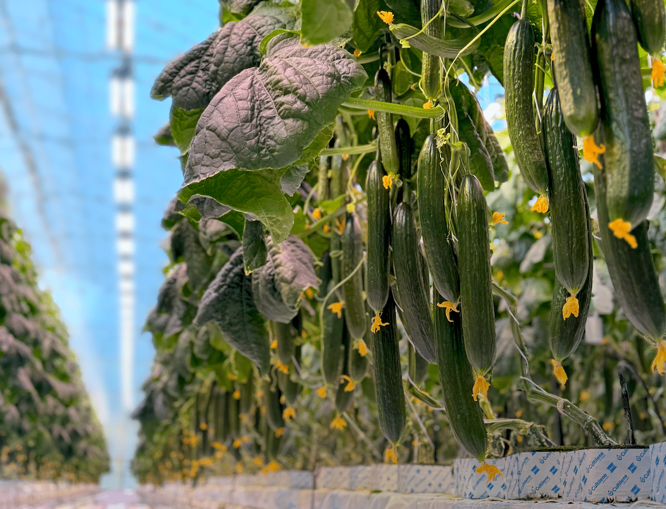 Bloemteknik (t/a Bloem) has announced the release of Top Crop, the latest addition to its LED lighting portfolio for greenhouse cultivation.