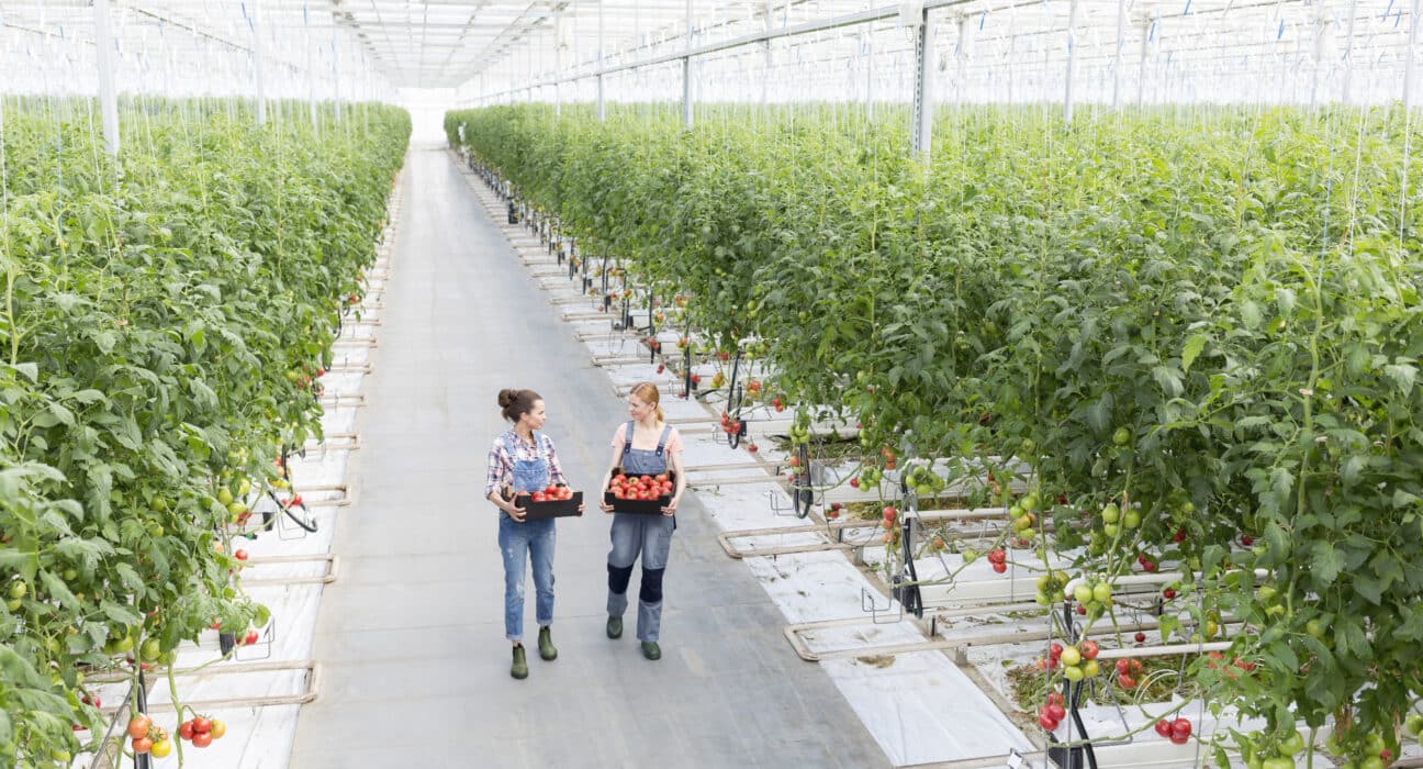 Resource Innovation Institute (RII) has published a new guide, Fire Safety in High-Tech Production Greenhouses.