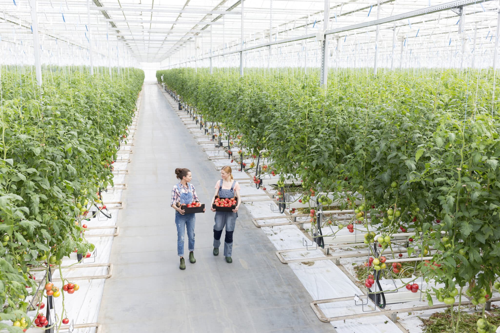 Resource Innovation Institute (RII) has published a new guide, Fire Safety in High-Tech Production Greenhouses.