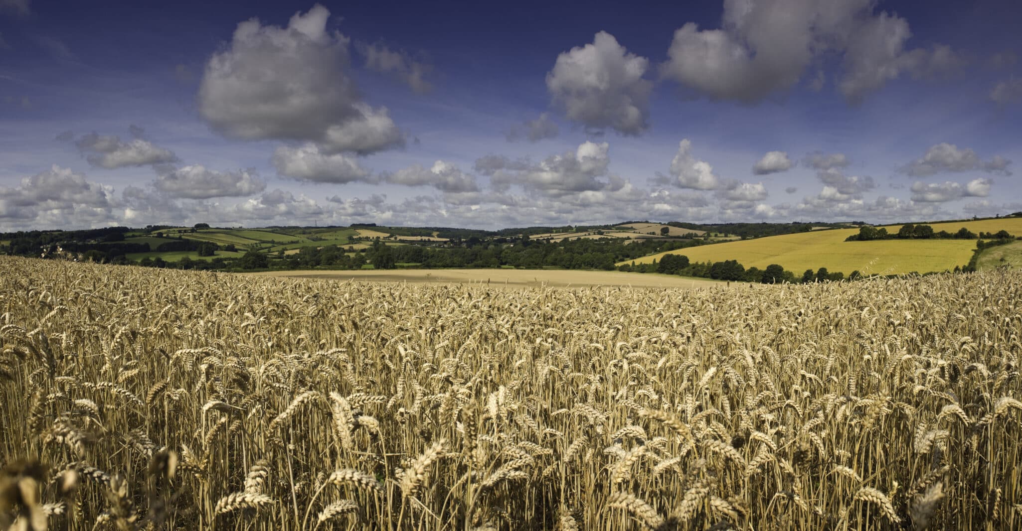 Enko Chem announced successful European field trials targeting herbicide-resistant blackgrass in winter wheat.
