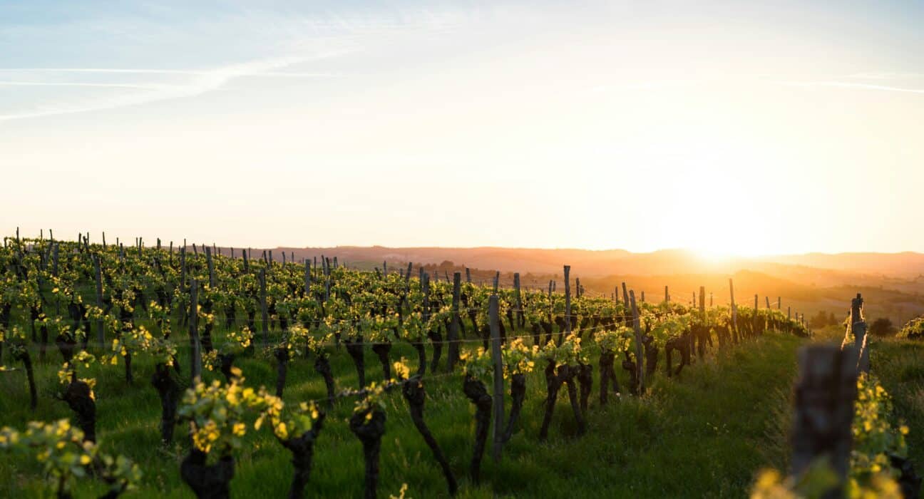 Koppert secures five-year exclusive distribution rights for Amoéba’s biofungicide in 18 European countries and the U.S.