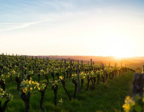 Koppert secures five-year exclusive distribution rights for Amoéba’s biofungicide in 18 European countries and the U.S.