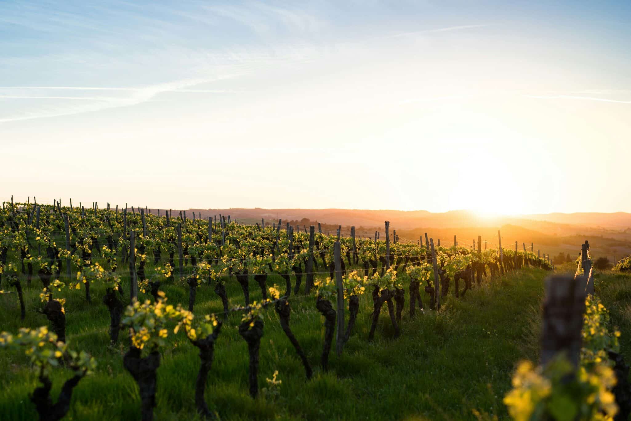 Koppert secures five-year exclusive distribution rights for Amoéba’s biofungicide in 18 European countries and the U.S.