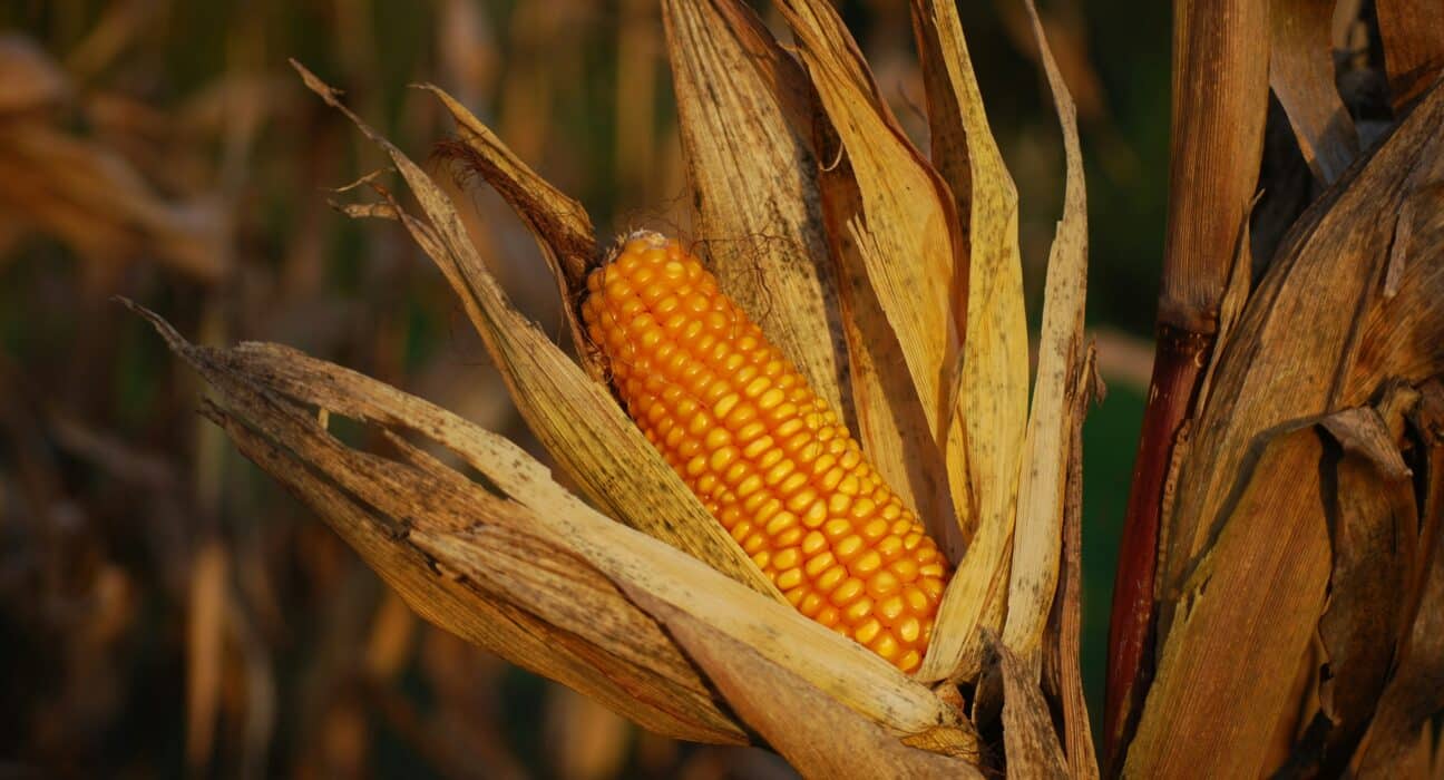 U.S. agricultural exports to Mexico reached $31.4 billion in 2024, up 65% since 2020, according to CoBank.