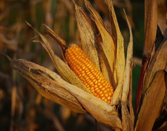U.S. agricultural exports to Mexico reached $31.4 billion in 2024, up 65% since 2020, according to CoBank.