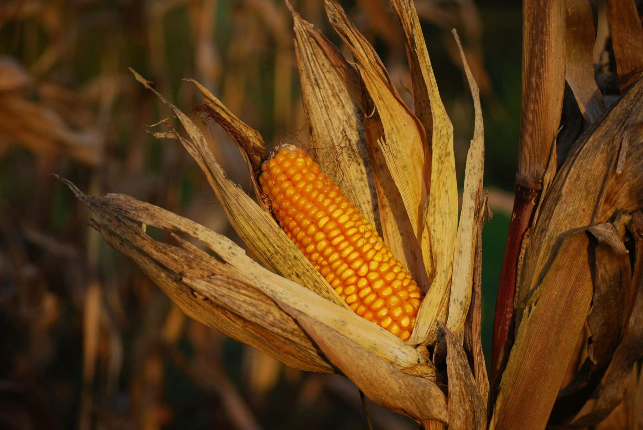 U.S. agricultural exports to Mexico reached $31.4 billion in 2024, up 65% since 2020, according to CoBank.