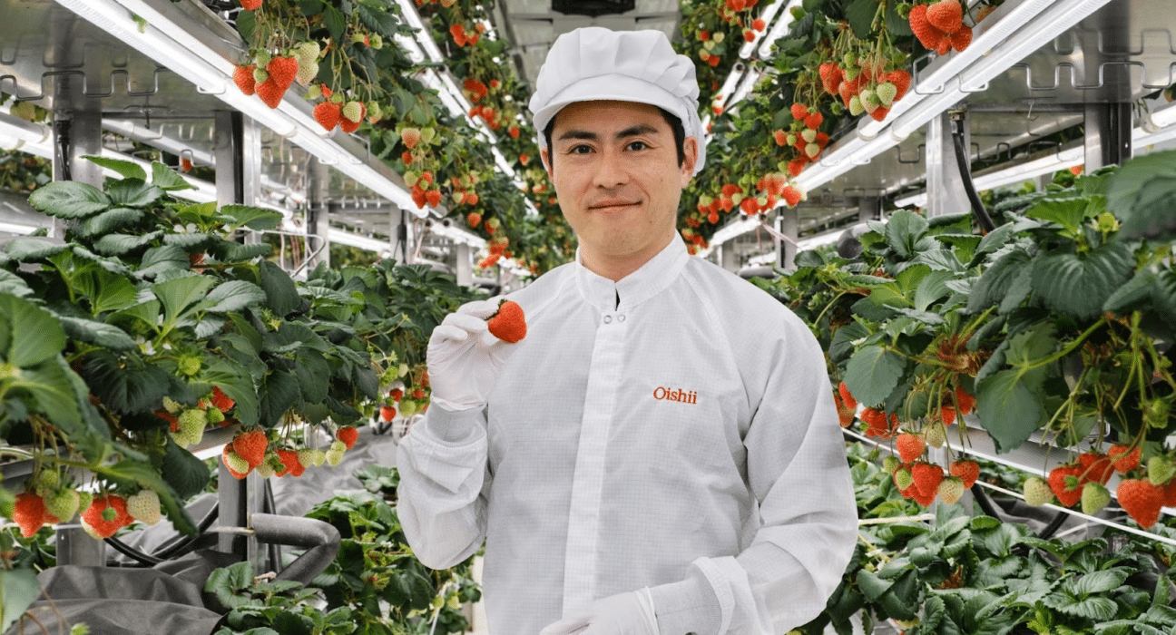 Oishii, the company behind what it describes as the world’s largest strawberry smart farm, has officially launched in Toronto with the Canadian debut of the Koyo Berry, a premium Japanese strawberry varietal.