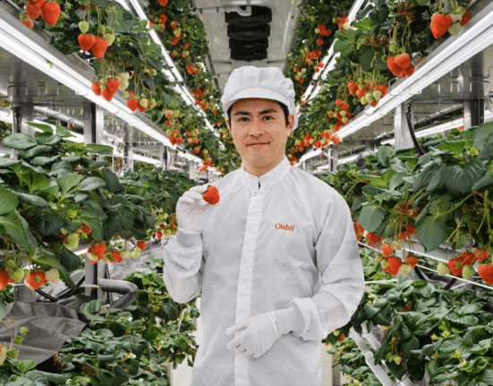 Oishii, the company behind what it describes as the world’s largest strawberry smart farm, has officially launched in Toronto with the Canadian debut of the Koyo Berry, a premium Japanese strawberry varietal.