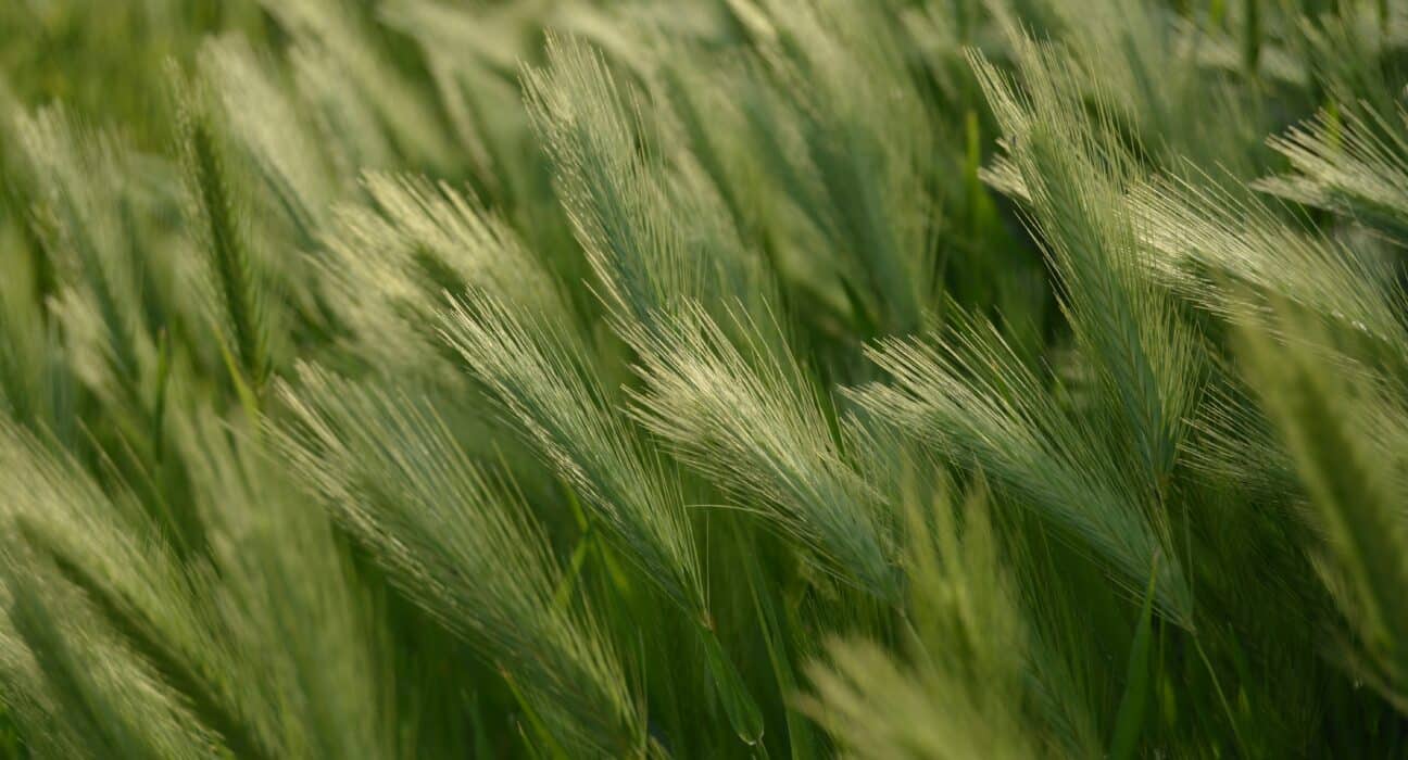 Decibel Bio, a plant biotechnology company, has raised $12 million from Breakthrough Energy Ventures, Future Ventures, Bayer, and Syngenta to develop an epigenetic platform for crops.