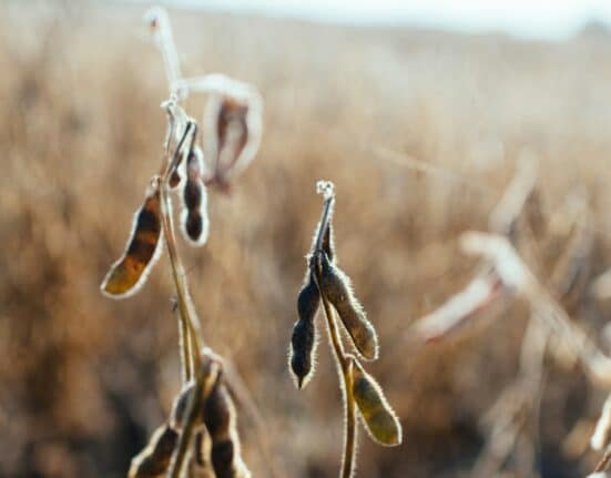 With the March 17 deadline for purchasing crop insurance for spring-seeded crops approaching, NCIS has reported a near-record year in 2024.