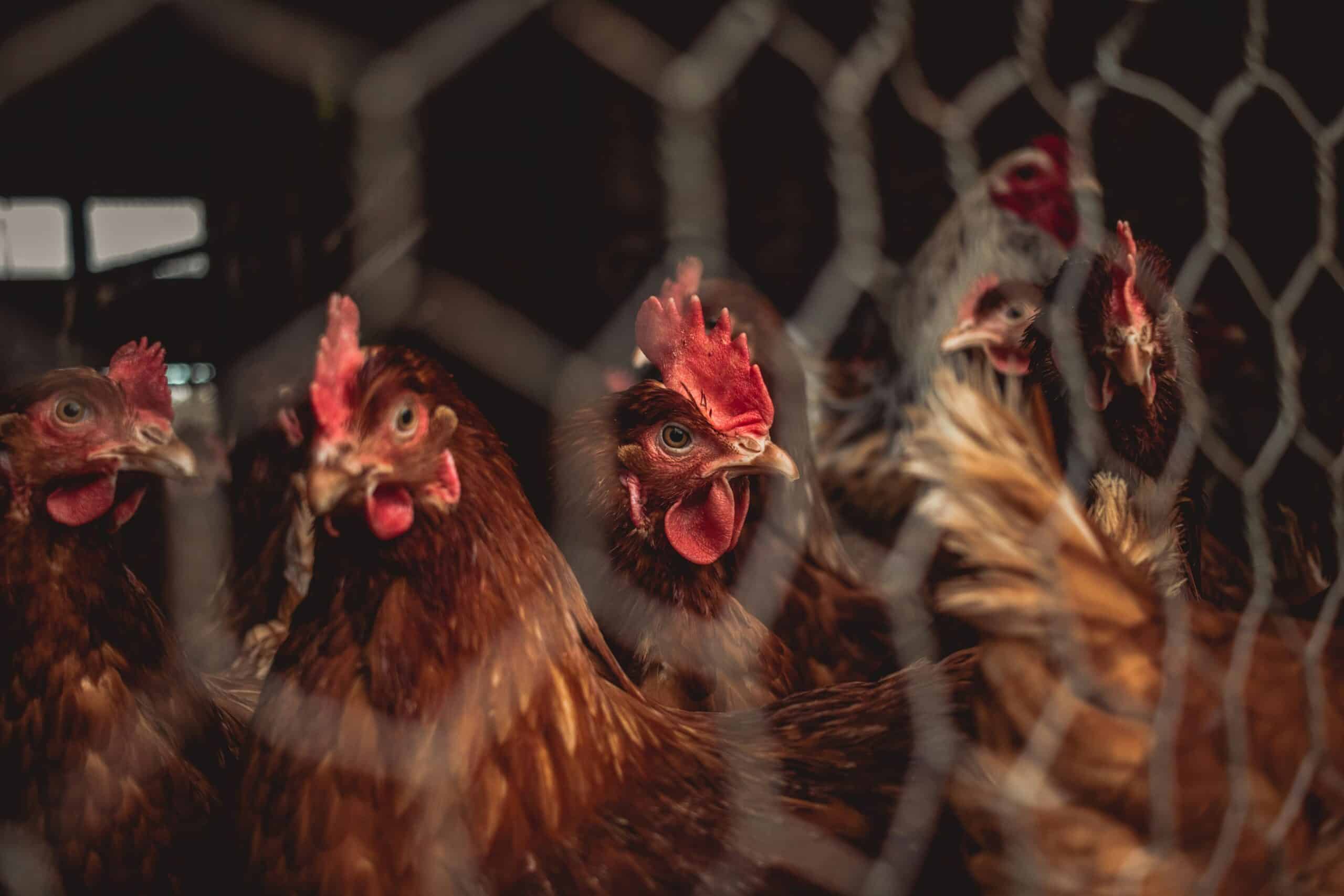 Base Molecular Resonance™ Technologies (BMRT) developed a disease detection system that can identify avian influenza in poultry in real time.
