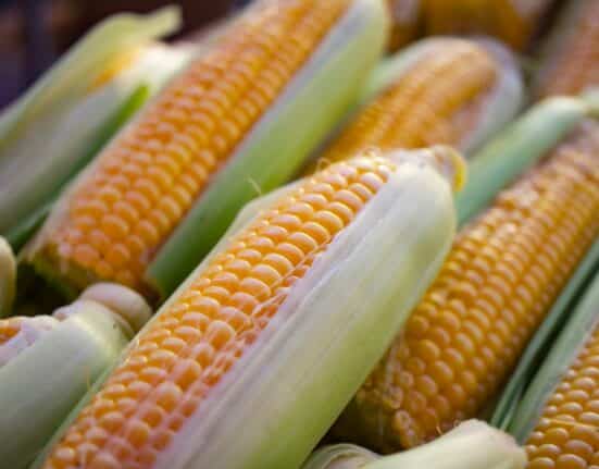 Pivot Bio unveils PROVEN® G3, its nitrogen-fixing solution for corn, with commercial availability expected in 2026 pending state registrations