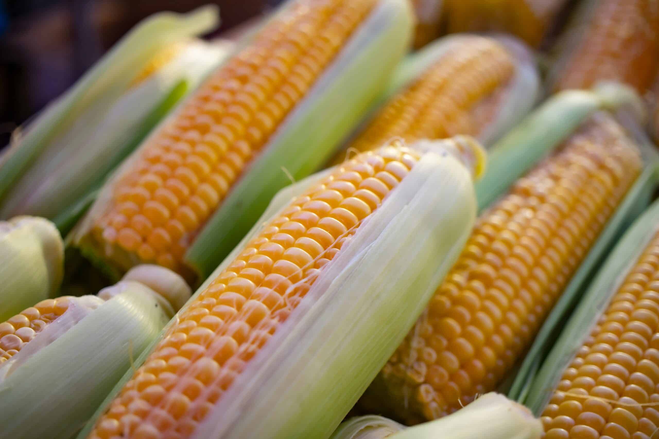 Pivot Bio unveils PROVEN® G3, its nitrogen-fixing solution for corn, with commercial availability expected in 2026 pending state registrations