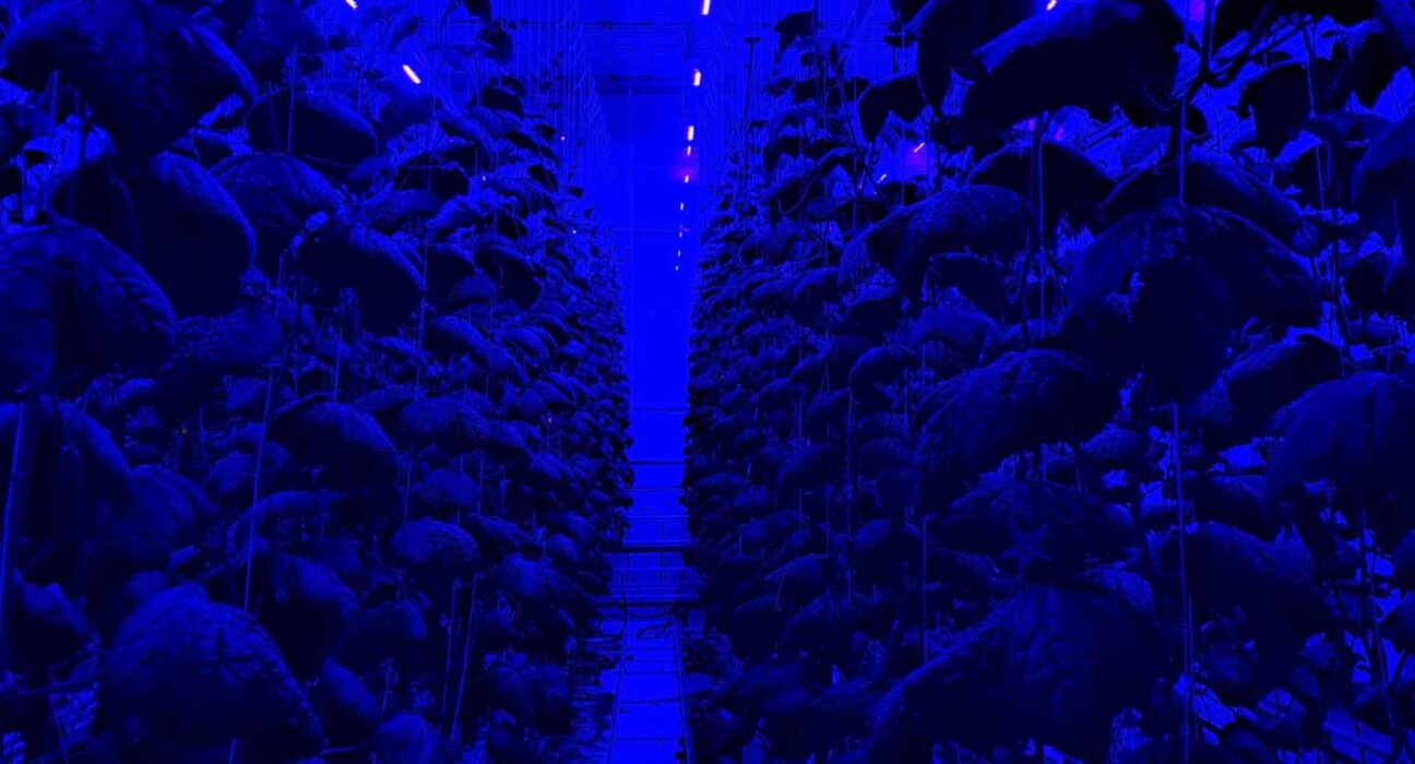 Sollum Technologies partnered with the Delphy Improvement Centre to address challenges posed by cucumber production under LED lighting.