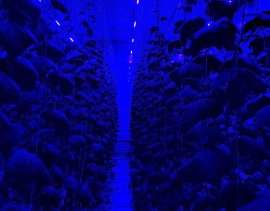 Sollum Technologies partnered with the Delphy Improvement Centre to address challenges posed by cucumber production under LED lighting.