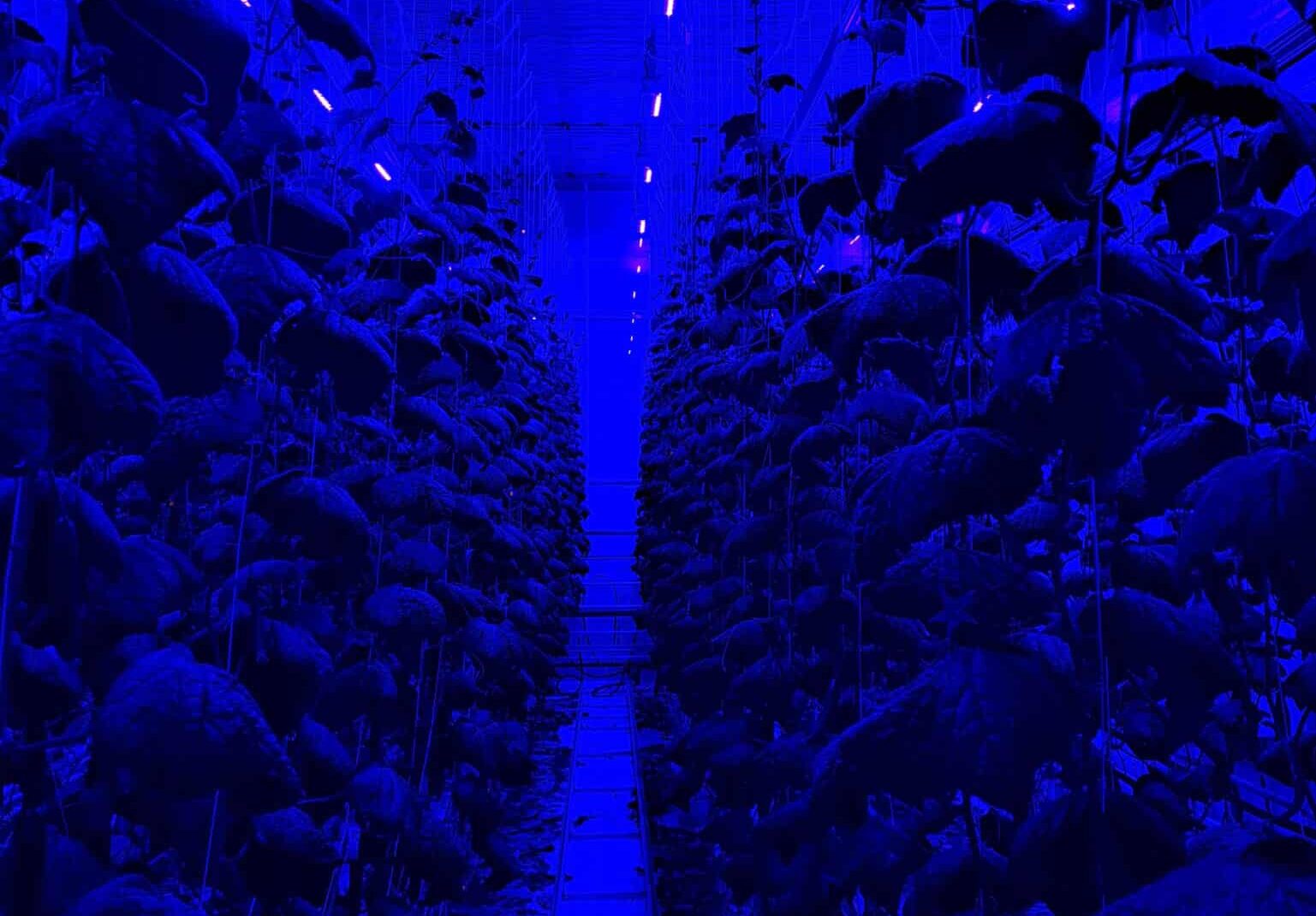 Sollum Technologies partnered with the Delphy Improvement Centre to address challenges posed by cucumber production under LED lighting.