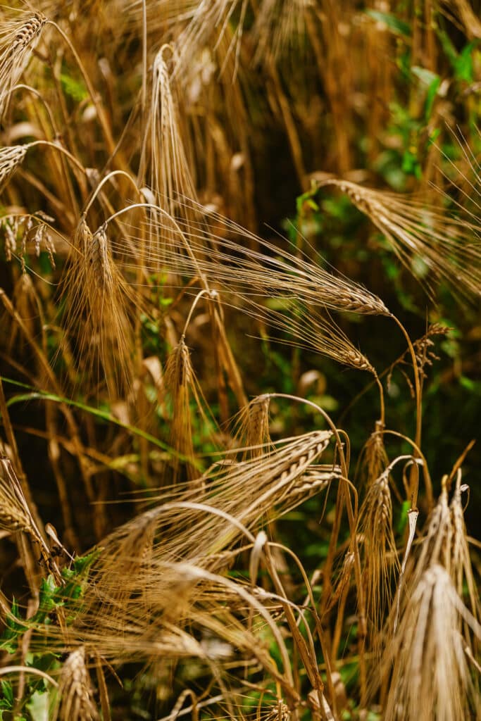 Explore how Thomas Gent's family pioneered regenerative agriculture in the UK since 2008, enhancing soil health and sustainability.