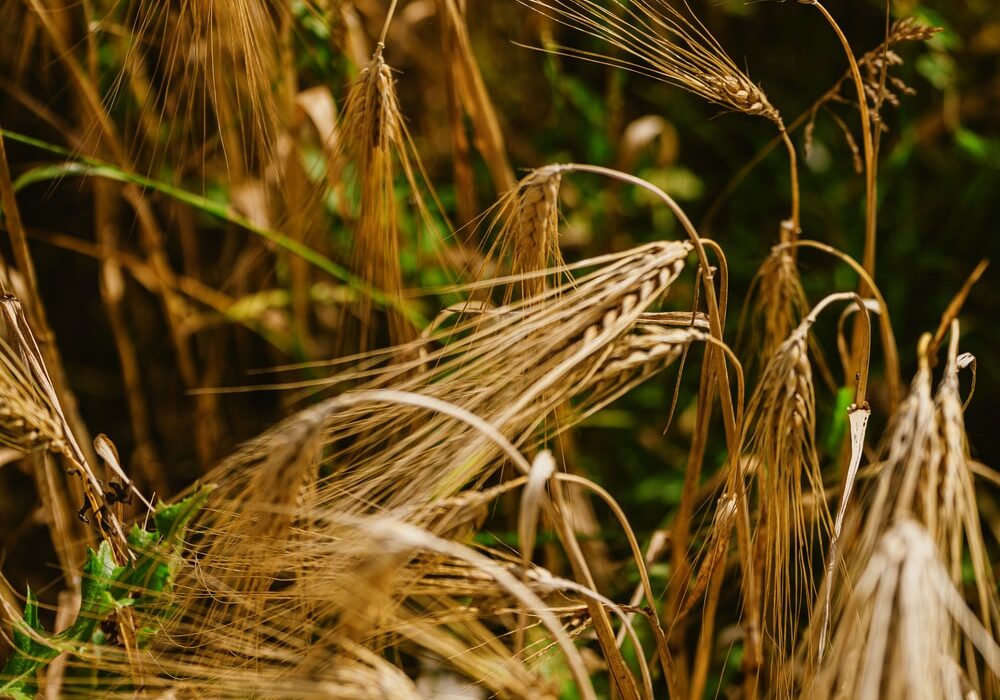 Explore how Thomas Gent's family pioneered regenerative agriculture in the UK since 2008, enhancing soil health and sustainability.