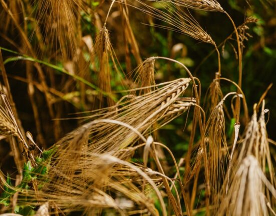 Explore how Thomas Gent's family pioneered regenerative agriculture in the UK since 2008, enhancing soil health and sustainability.