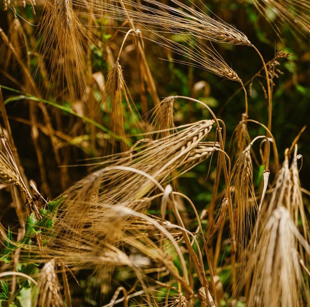Explore how Thomas Gent's family pioneered regenerative agriculture in the UK since 2008, enhancing soil health and sustainability.