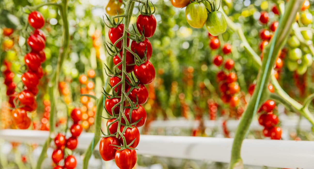 Harvest House, one of Europe’s largest greenhouse vegetable cooperatives, has announced the expansion of its partnership with AgTech company Source.ag by fully deploying its Harvest Forecast AI platform across more than 600 hectares of tomato production.