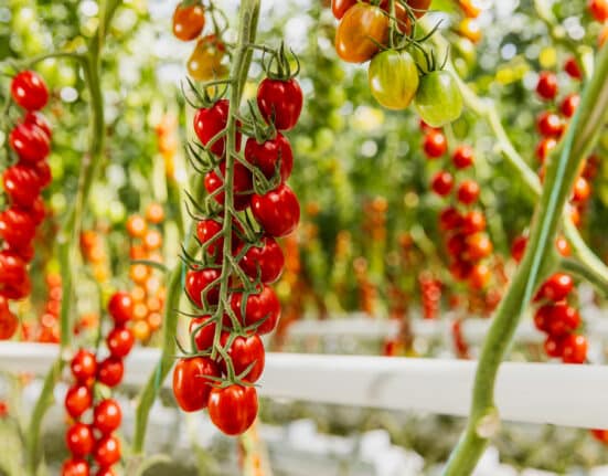 Harvest House, one of Europe’s largest greenhouse vegetable cooperatives, has announced the expansion of its partnership with AgTech company Source.ag by fully deploying its Harvest Forecast AI platform across more than 600 hectares of tomato production.