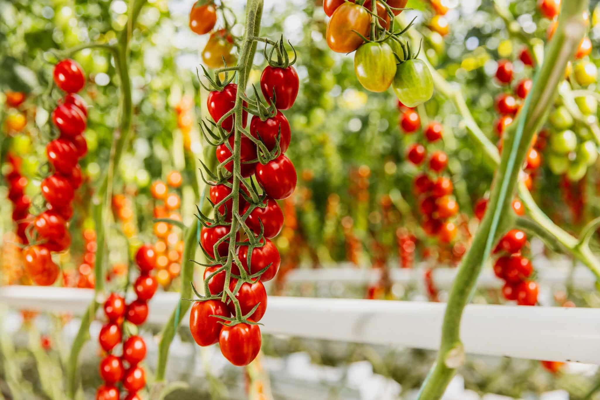 Harvest House, one of Europe’s largest greenhouse vegetable cooperatives, has announced the expansion of its partnership with AgTech company Source.ag by fully deploying its Harvest Forecast AI platform across more than 600 hectares of tomato production.