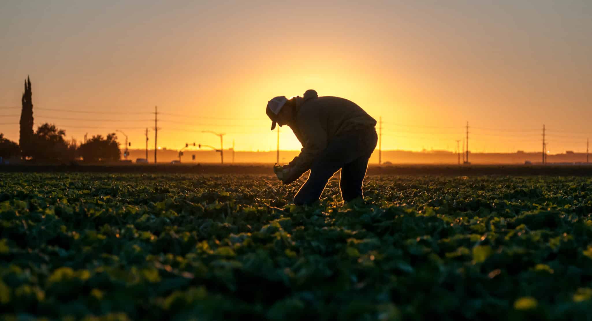 Taylor Farms released its 2025 Impact Report, showcasing efforts to improve products, processes, and community engagement.