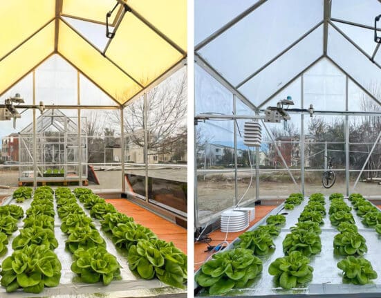 USDA-funded UC Davis study shows UbiQD’s quantum dot glass boosts greenhouse crop yield, nutrition, and light-use efficiency sustainably.