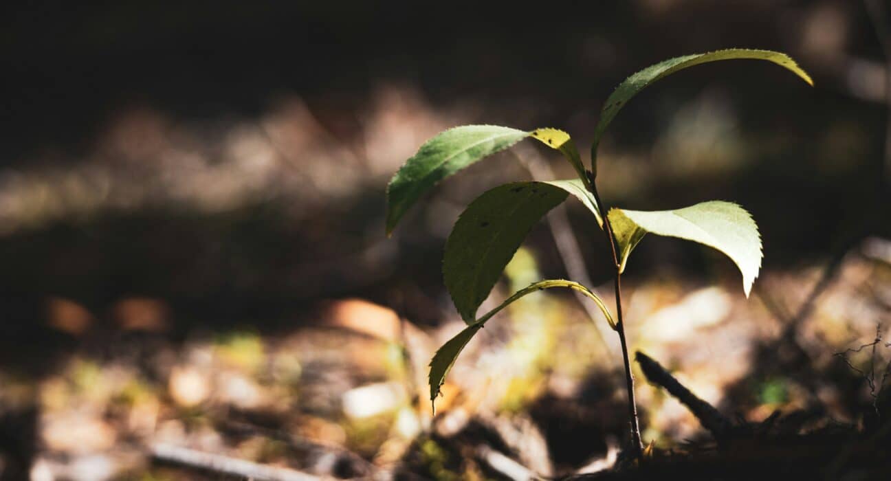HGS BioScience, backed by Paine Schwartz Partners, has acquired Earthgreen Products, Inc. and Menefee Mining Corporation.