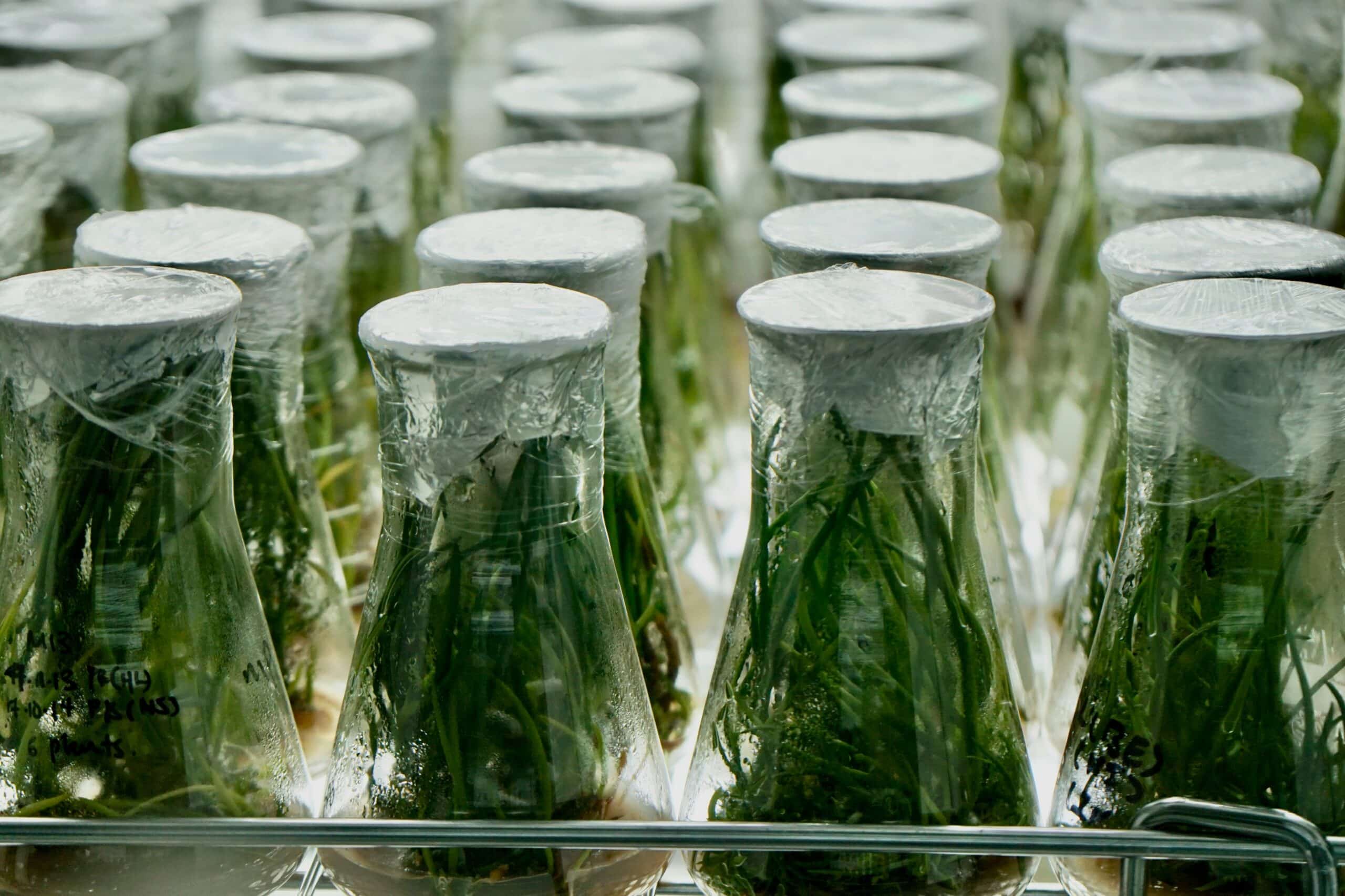 Daicel Arbor Biosciences Launches myReads Extractions to Streamline ...