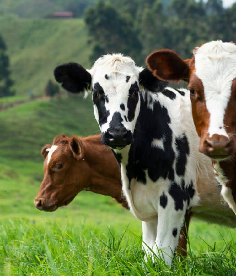 The Bezos Earth Fund is contributing $19.3 million to a new global effort to reduce livestock methane emissions through selective breeding.