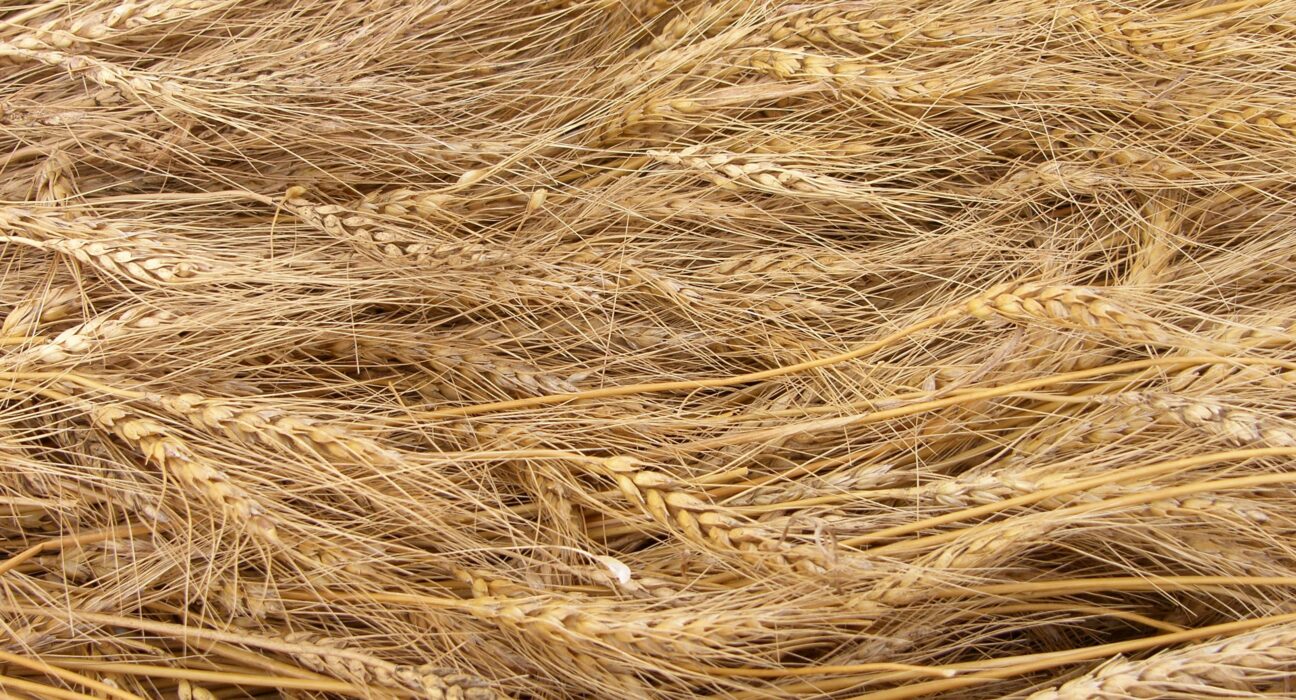 Explore the latest trends in agricultural commodities including insights on corn, soybeans, and tea price changes.
