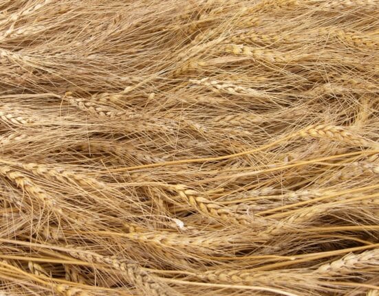 Explore the latest trends in agricultural commodities including insights on corn, soybeans, and tea price changes.