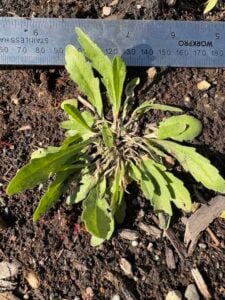 Explore the innovative journey of Chris Laudando and how Laudando & Associates is transforming AgTech with self-funded solutions.