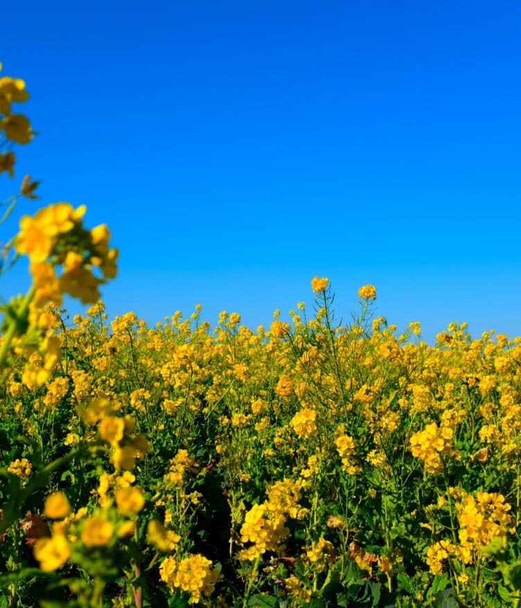BASF has announced the development of a new canola seed innovation, InVigor® Gold, aimed at meeting rising demand for canola.