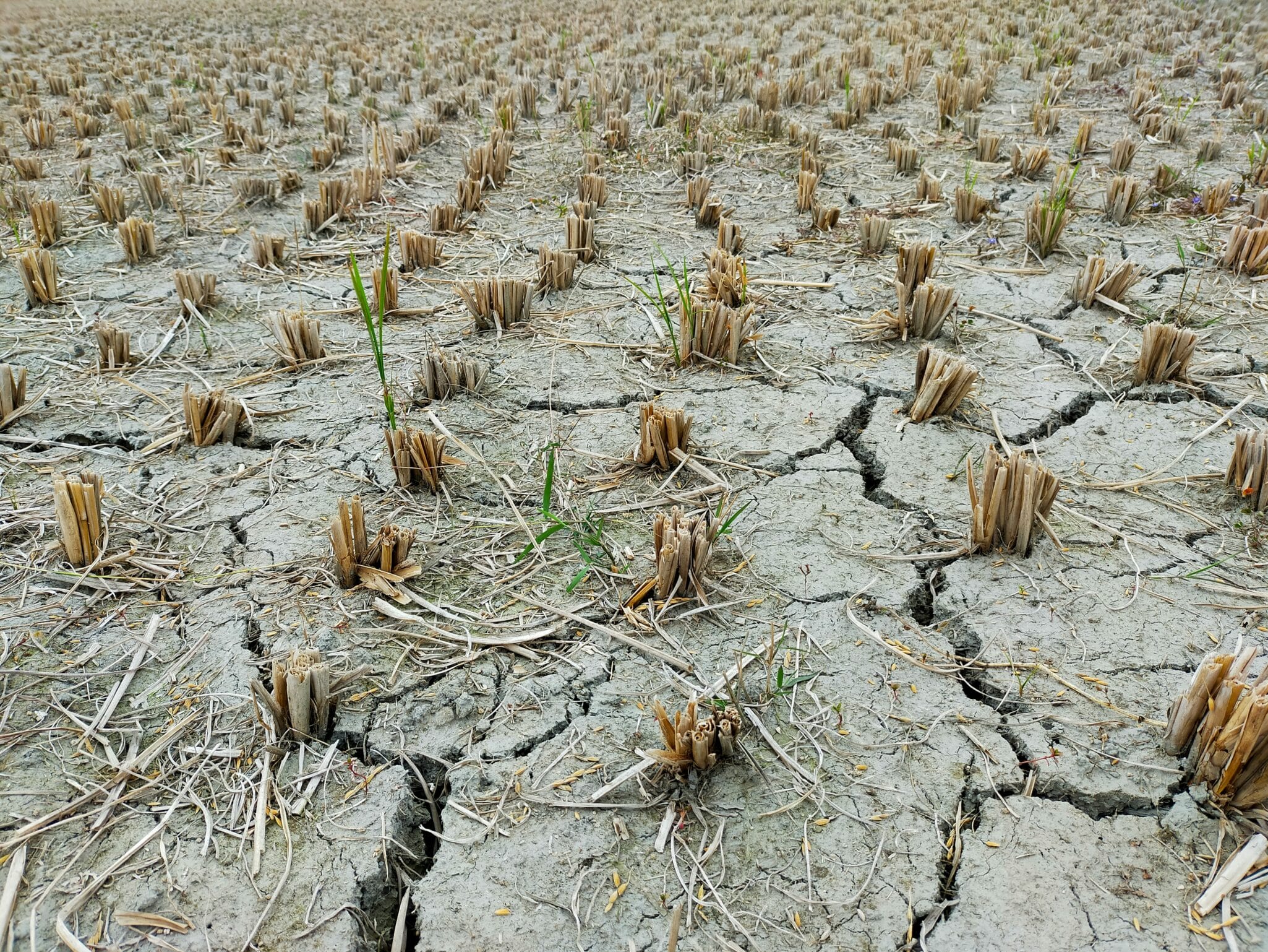 AccuWeather expects above-average summer temperatures in 45 states, driving up electricity usage and wildfire risk.