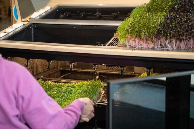 StoreField®, a Slovak startup, has launched its first in-store Growing System at Nom Nom Asia in Bratislava's Fresh Market.