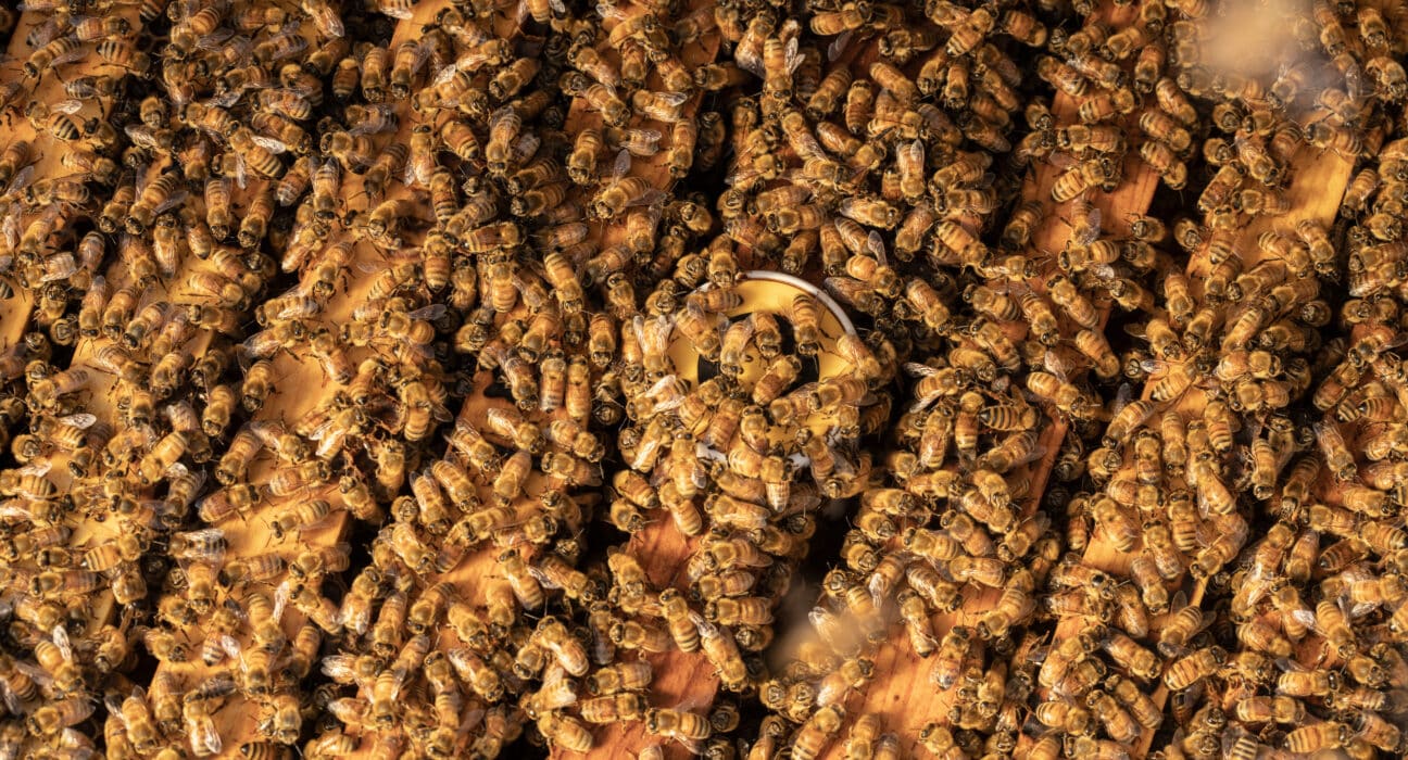 BeeHero launches its third season in Australia with expanded pollination services and pre-pollination reporting.