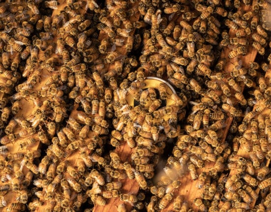 BeeHero launches its third season in Australia with expanded pollination services and pre-pollination reporting.