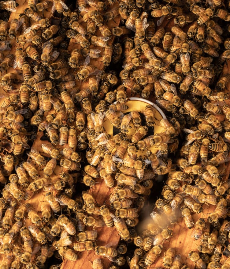 BeeHero launches its third season in Australia with expanded pollination services and pre-pollination reporting.
