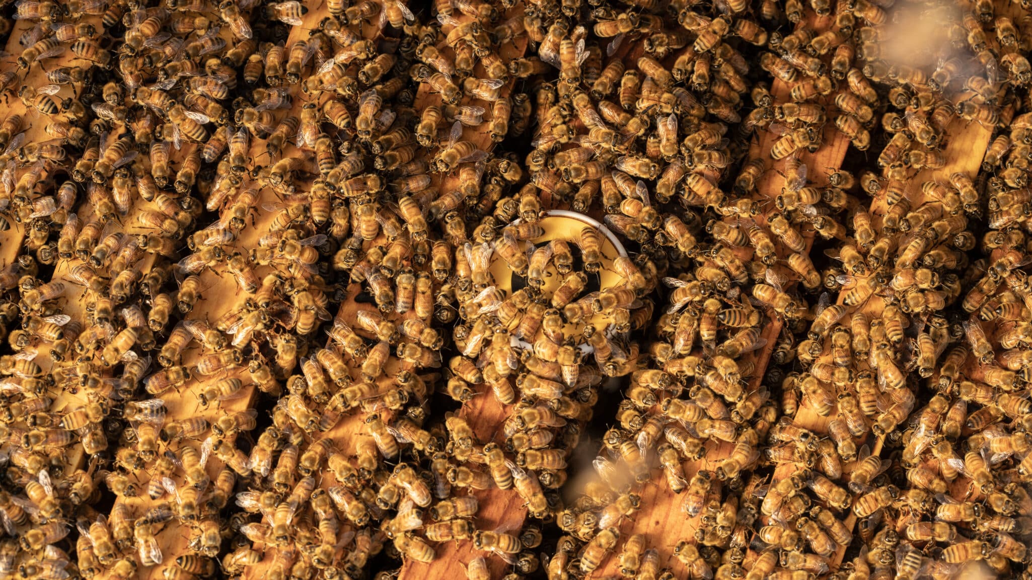 BeeHero launches its third season in Australia with expanded pollination services and pre-pollination reporting.