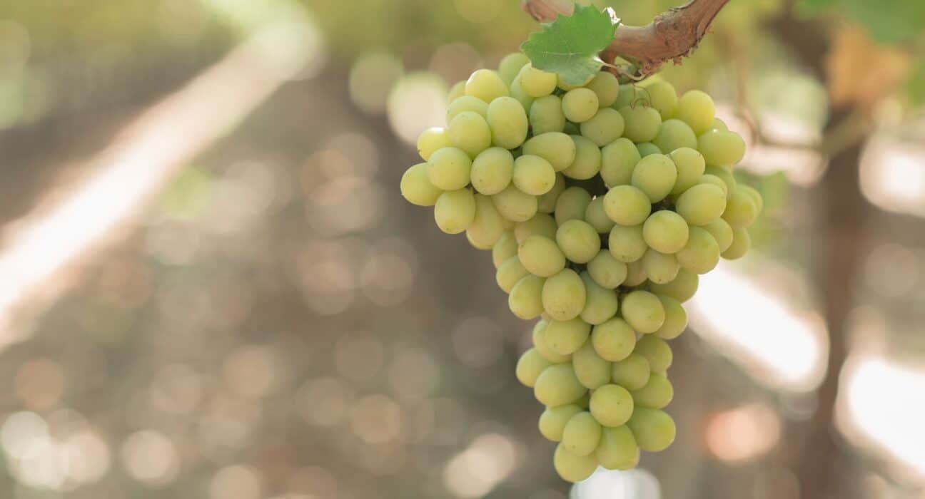 BLOOM FRESH warns it will take decisive action against intellectual property (IP) infringement during the 2025 harvest season