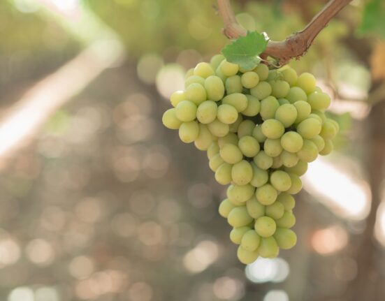 BLOOM FRESH warns it will take decisive action against intellectual property (IP) infringement during the 2025 harvest season