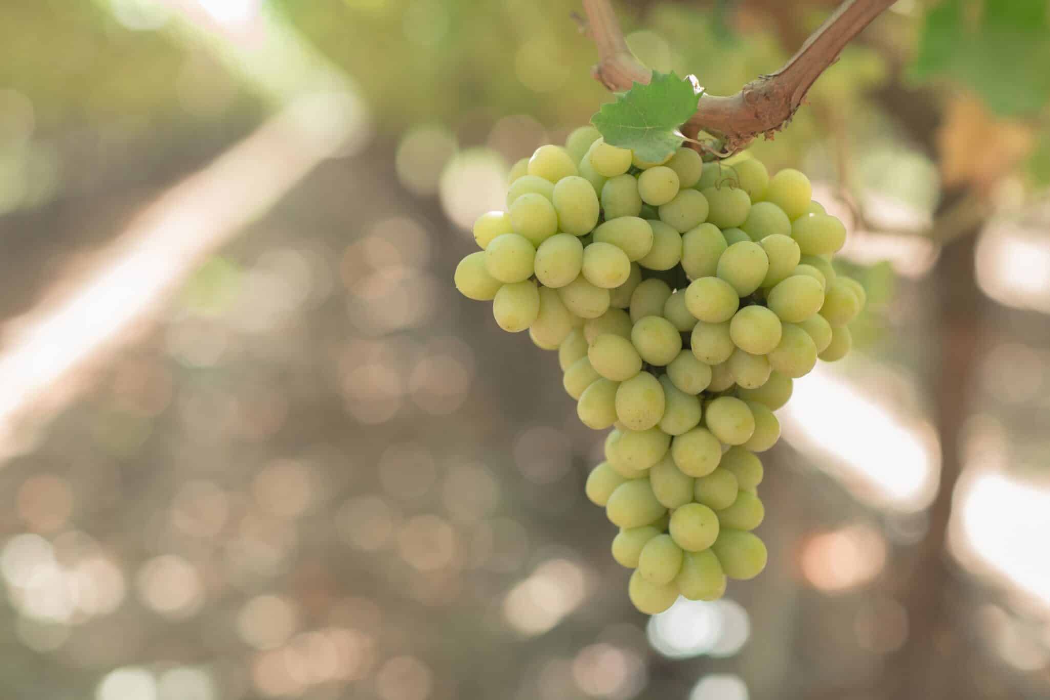 BLOOM FRESH warns it will take decisive action against intellectual property (IP) infringement during the 2025 harvest season