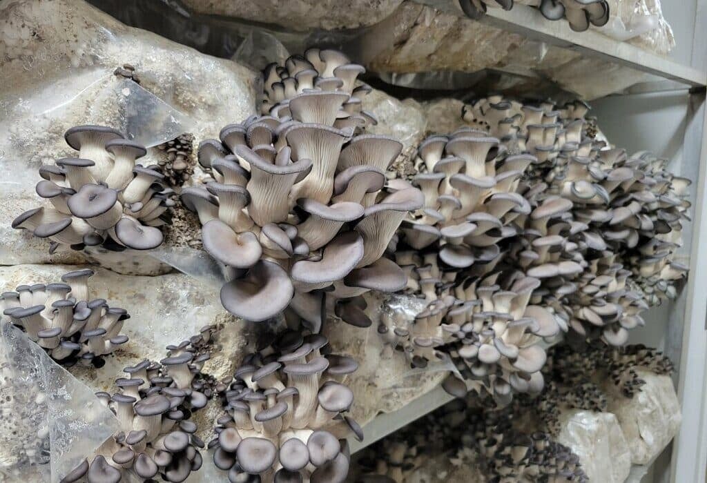 Explore the world of mushroom farming in controlled environments. Learn how to grow mushrooms in a shipping container.