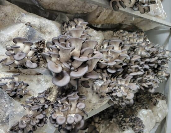 Explore the world of mushroom farming in controlled environments. Learn how to grow mushrooms in a shipping container.